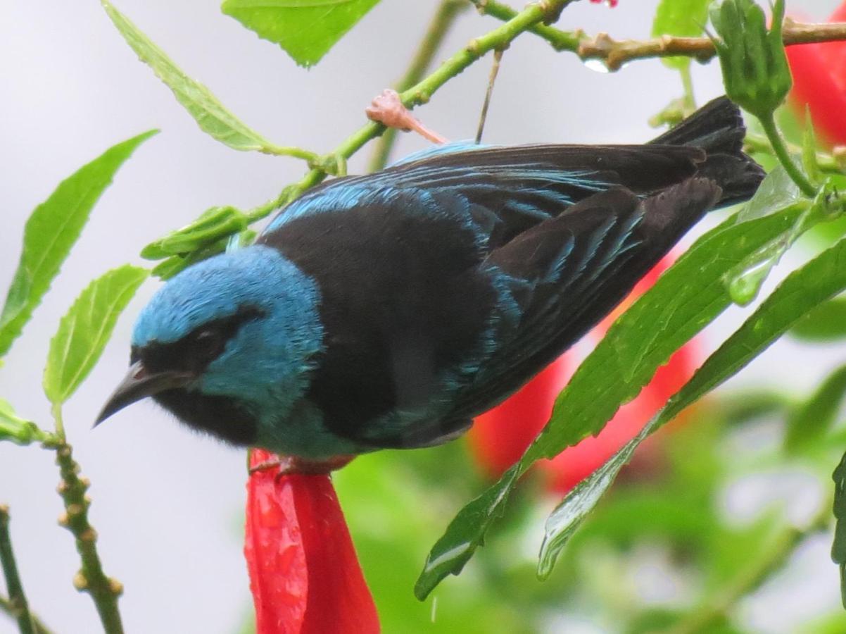 Casa De Vidro Daire Petrópolis Dış mekan fotoğraf
